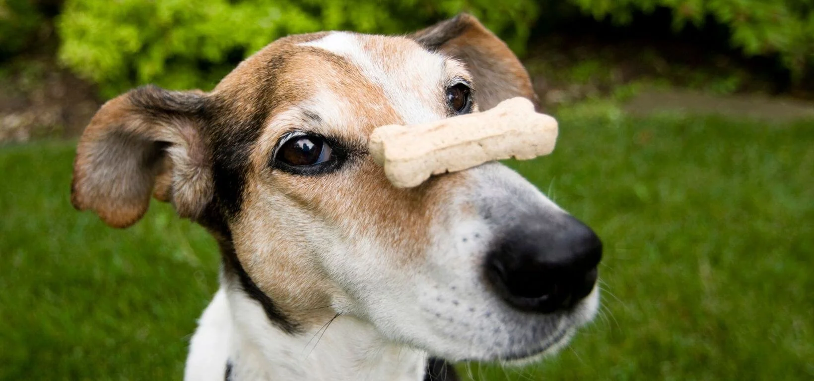 How to train a dog without treats Online Dog Training NZ AU